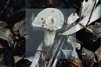 登錄號:F0009860藏品圖，第5張