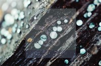 登錄號:F0009861藏品圖，第3張