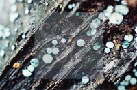 登錄號:F0009861藏品圖，第4張