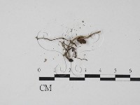 登錄號:F0009862藏品圖，第1張