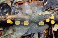 登錄號:F0009863藏品圖，第4張