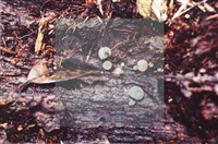 登錄號:F0009864藏品圖，第3張