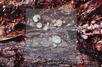 登錄號:F0009864藏品圖，第4張