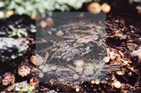 登錄號:F0009865藏品圖，第3張