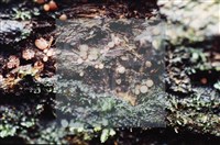 登錄號:F0009865藏品圖，第4張