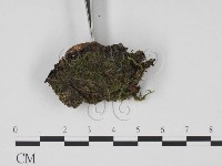 登錄號:F0009866藏品圖，第3張