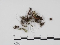 登錄號:F0009869藏品圖，第1張