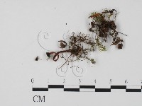 登錄號:F0009869藏品圖，第3張