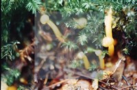 登錄號:F0009869藏品圖，第4張