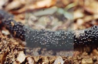 登錄號:F0009870藏品圖，第5張