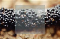 登錄號:F0009870藏品圖，第6張