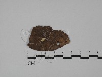 登錄號:F0009873藏品圖，第1張