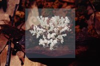 登錄號:F0009873藏品圖，第4張