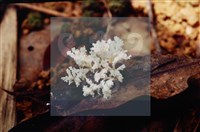 登錄號:F0009873藏品圖，第6張