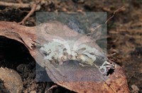 登錄號:F0009873藏品圖，第8張