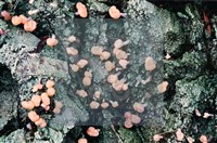 登錄號:F0009875藏品圖，第4張