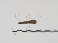登錄號:F0009876藏品圖，第1張