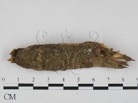 登錄號:F0009877藏品圖，第1張