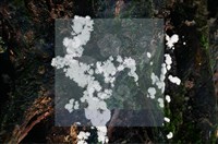 登錄號:F0009877藏品圖，第3張