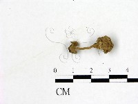 登錄號:F0009879藏品圖，第1張
