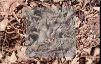 登錄號:F0009879藏品圖，第4張