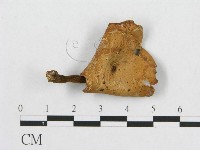 多孔菌屬藏品圖，第1張