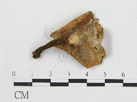 多孔菌屬藏品圖，第3張