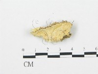 登錄號:F0009885藏品圖，第1張