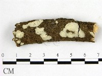 燈籠囊擬射脈菌藏品圖，第1張