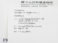 筍殼菌屬藏品圖，第2張