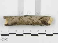 筍殼菌屬藏品圖，第3張