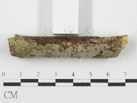 筍殼菌屬藏品圖，第4張