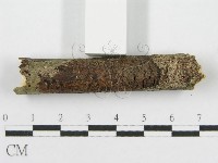 筍殼菌屬藏品圖，第5張