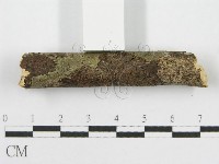 筍殼菌屬藏品圖，第6張