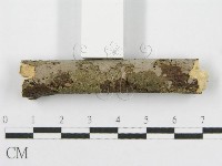 筍殼菌屬藏品圖，第7張