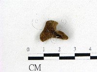 木耳屬藏品圖，第3張