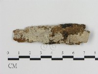 刺皮菌屬藏品圖，第1張