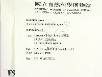 木耳屬藏品圖，第2張