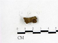 木耳屬藏品圖，第3張