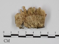 附毛菌屬藏品圖，第1張