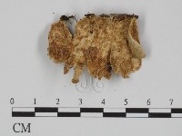 附毛菌屬藏品圖，第3張