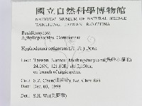 剛毛絲皮菌藏品圖，第2張