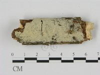 剛毛絲皮菌藏品圖，第1張