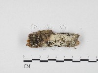 登錄號:F0009914藏品圖，第1張