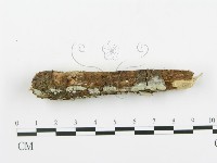 登錄號:F0009915藏品圖，第3張