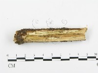 登錄號:F0009915藏品圖，第4張