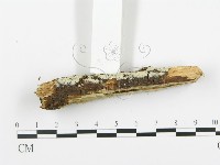 登錄號:F0009915藏品圖，第5張