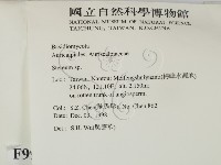 韌革菌屬藏品圖，第2張