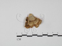 韌革菌屬藏品圖，第3張