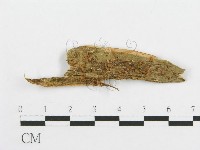 登錄號:F0009919藏品圖，第1張